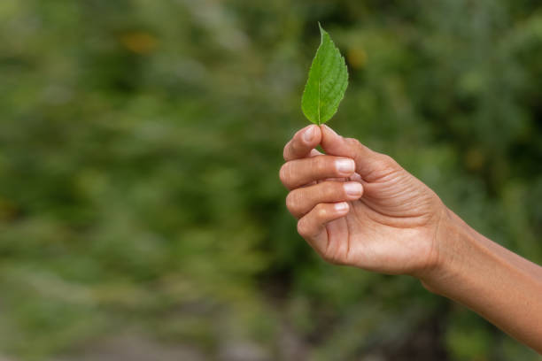 istock Fresh green mint leaf.Ecology natural creative concept. 2178451964