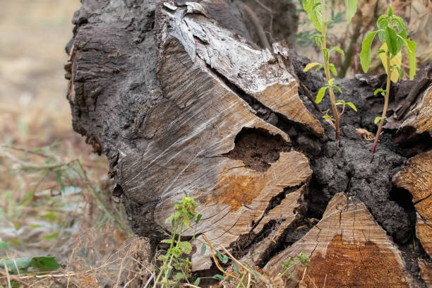 istock A large tree stump sits in a grassy field. The stump is partially covered in dirt and has a few leaves on it. 2178451980