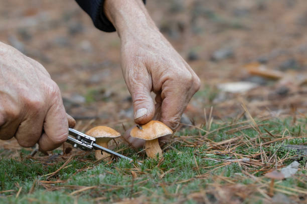 Mushroom picking in forest.A mushroom picker cuts mushrooms with a knife.