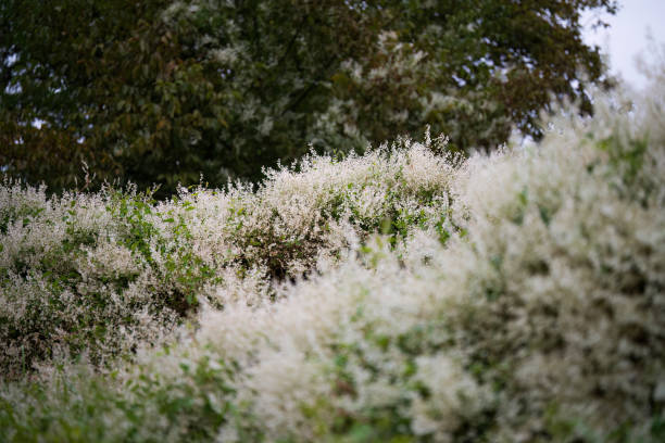 Close-up of Japanese knotweed (Fallopia japonica) with clusters of small white flowers and broad green leaves, highlighting its growth and texture. Known as an invasive plant in many regions.