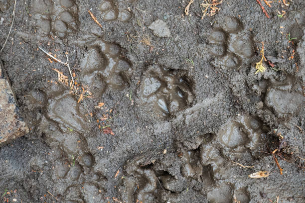 istock Dog paw prints in wet mud 2178452084