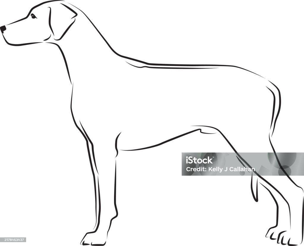 Rohodesian Ridgeback Vector Rhodesian Ridgeback Stacked Stock Illustration - Download Image Now ...