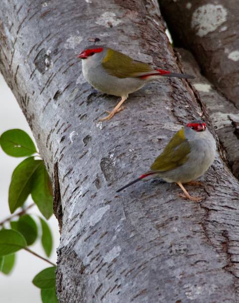 istock Red Browed Finches in Spring 2178453832