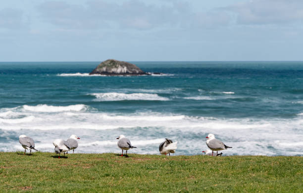 Gulls perched along a green coastline with turbulent waves