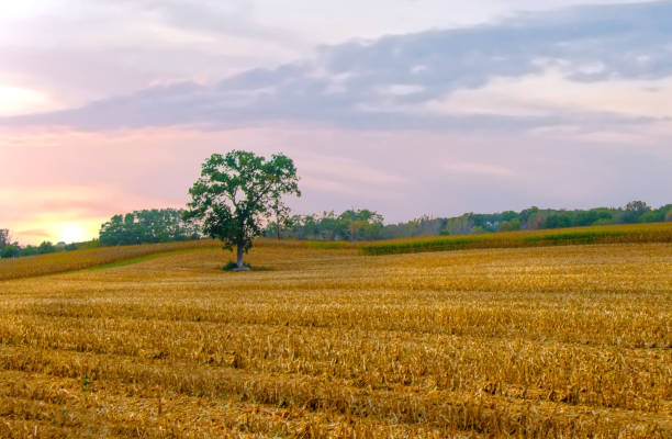 istock Field of Corn Stubble at sunrise-Central Wisconsin 2178454256