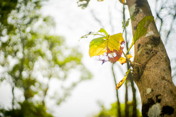 the dry leaf in the nature with dramatic tone