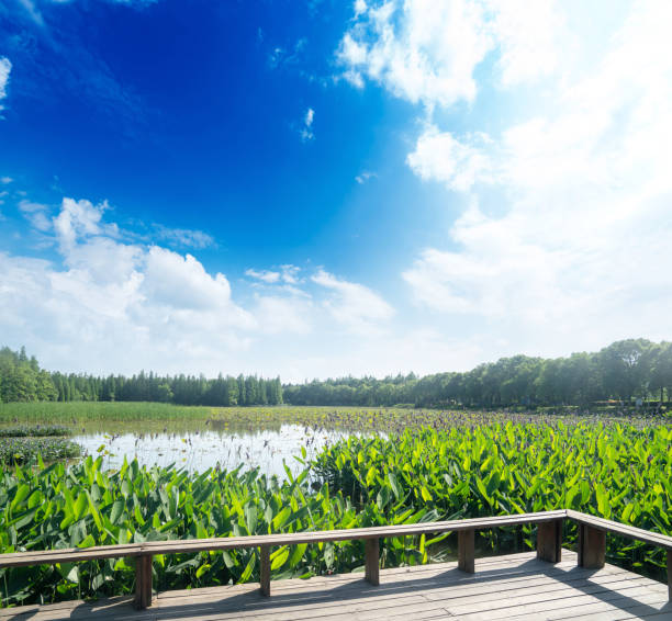 istock Lush greener around the pond in the park 2178456657