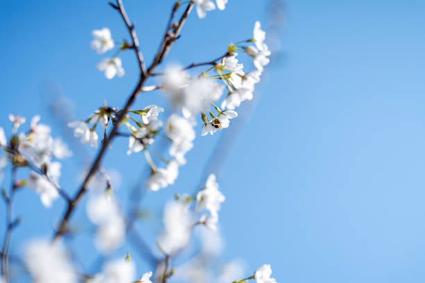 Pears are Rosaceae and bloom elegant and beautiful flowers in spring.