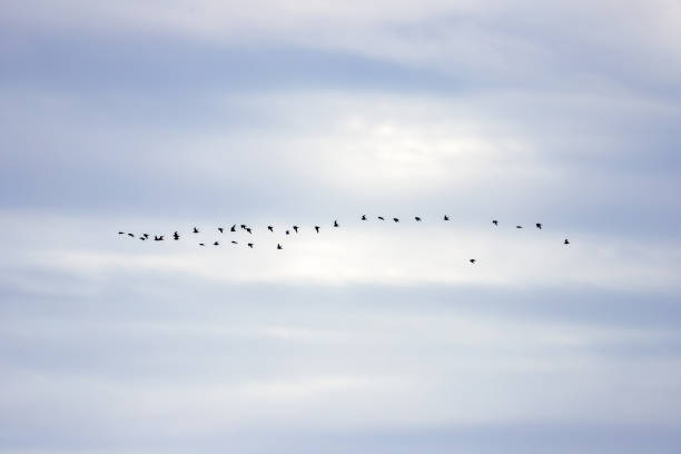 A large group of migratory birds practice flying on the blue sea, preparing to fly to warmer areas to survive the cold winter and find more food to survive.