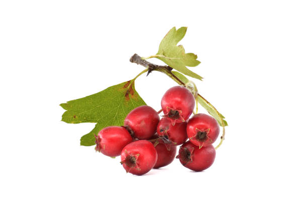 istock Red common hawthorn berries with green leaves isolated on a white background 2178460043