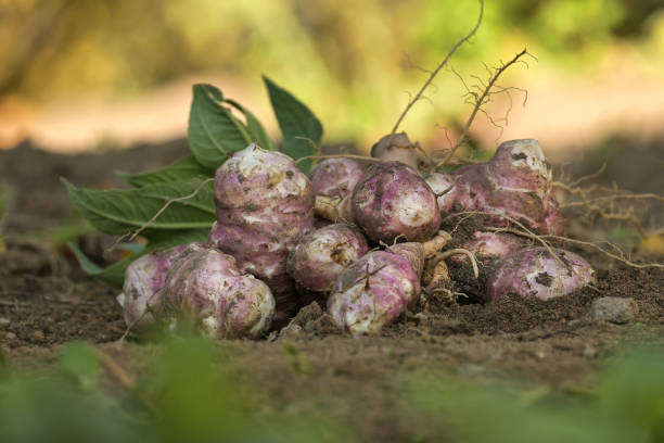 istock Freshly harvested Jerusalem artichokes in organic garden 2178460050
