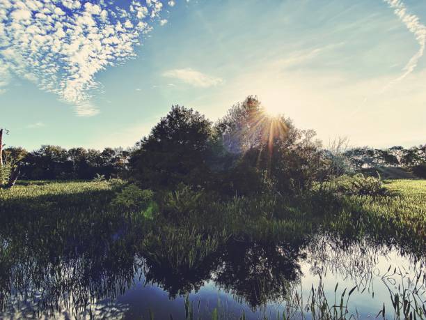 Vintage Style Tropical Scene - Green Cay Wetlands