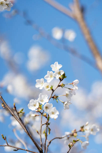 istock Pears are Rosaceae and bloom elegant and beautiful flowers in spring. 2178460312