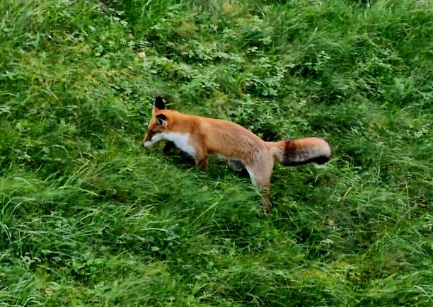 Portrait of curious red fox sitting on the edge of the road.