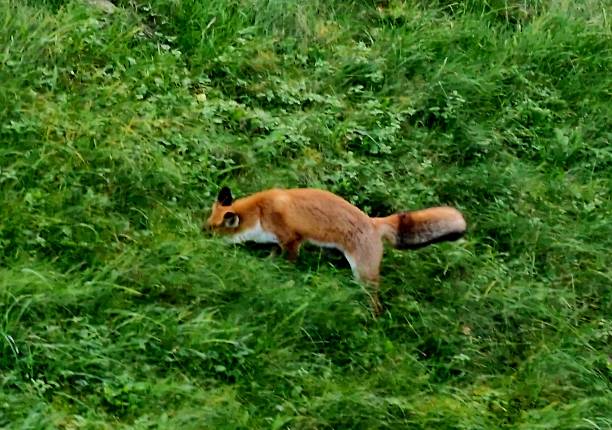 Fox animal outdoor play