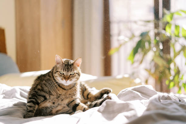 istock Large tabby cat lies on a bed in a sunny room on pillows 2178462423
