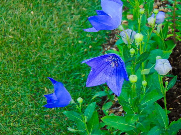 A gorgeous angle shot of the bluish purple flowers of Mealycup Sage or Salvia farinacea (Victoria Blue) in the park.