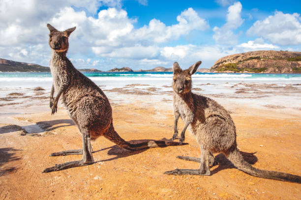 istock Kangaroos at the beach 2178466627