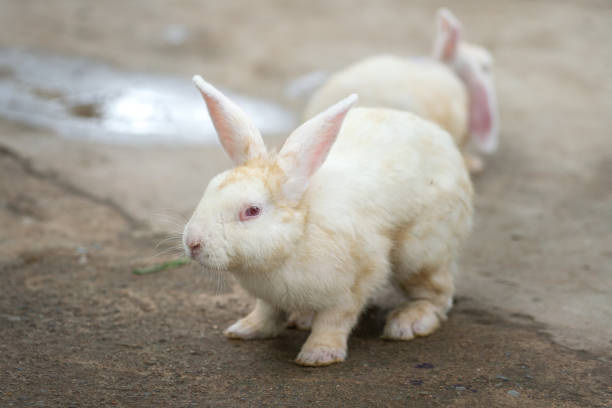 Free picture: Illustration of adorable albino rabbits on beige background