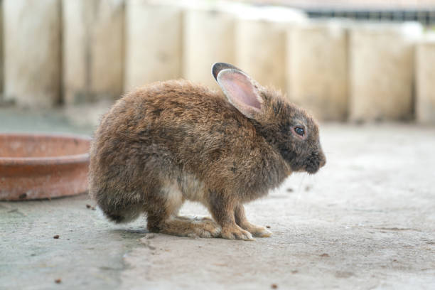 istock A little rabbit, animal portrait. 2178466775