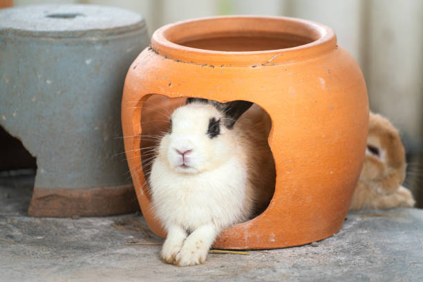 A little rabbit with white and brown fur, animal portrait photo.