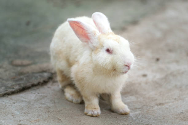 A little rabbit with white and brown fur, animal portrait photo.