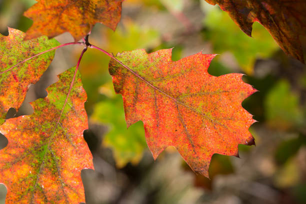 orange autumn oak leaves closeup selective focus