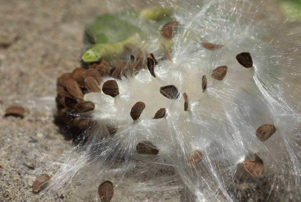 istock Calotropis procera dry seed pod closeup. 2178468594