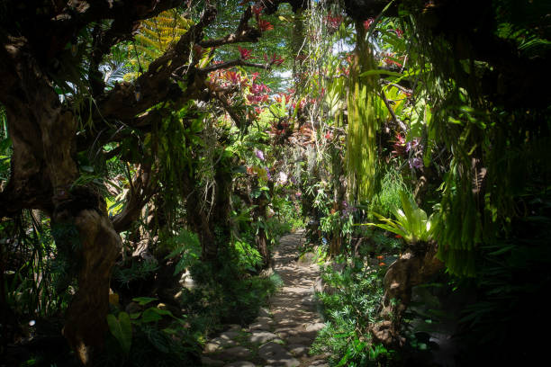 istock Serene jungle pond surrounded by lush greenery 2178469561
