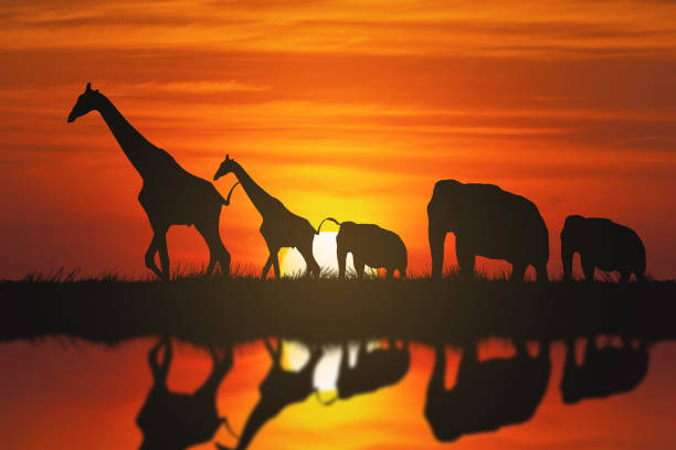 istock animals walking beside calm river during sunset 2178470291