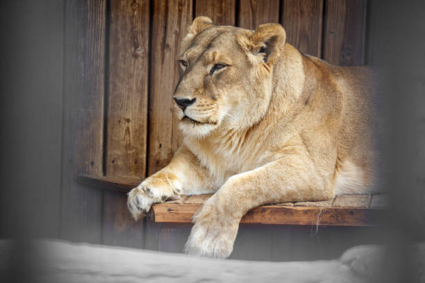Portrait of a lioness in nature.