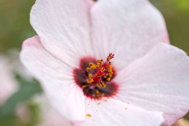 Photographed on a cloudy autumn day.
