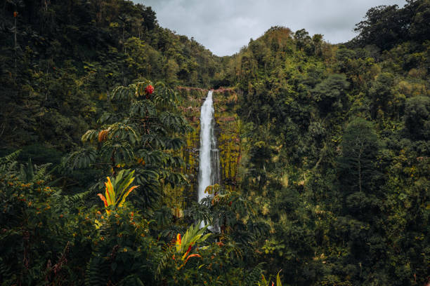 Lush green in the rainforest around the Akaka waterfall in Hawaii