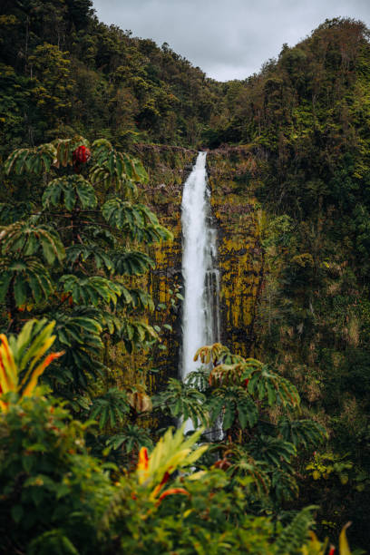 istock Hawaiian Akaka Falls with its astonishing surroundings 2178475005