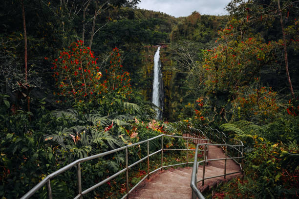 Lush green in the rainforest around the Akaka waterfall in Hawaii