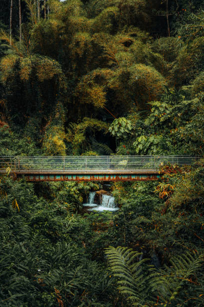 Lush green in the rainforest around the Akaka waterfall in Hawaii