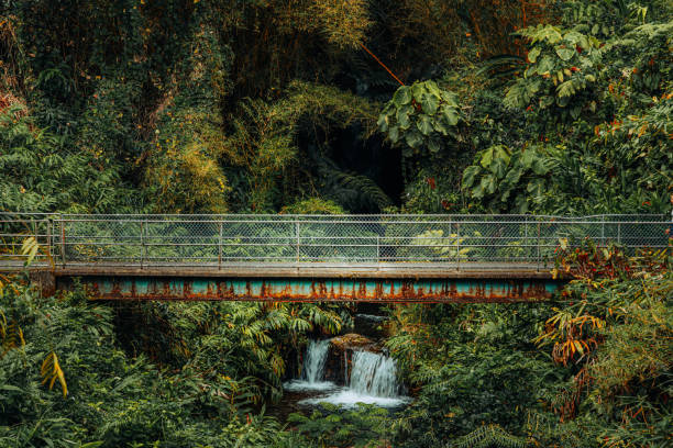 istock Hawaiian Akaka Falls with its astonishing surroundings 2178475028
