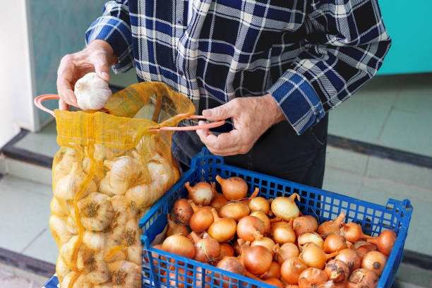 Farmer sorting fresh garlic and onions for local market sale.