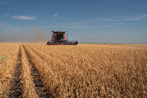 istock Harvesting combine in the wheat. 2178478102