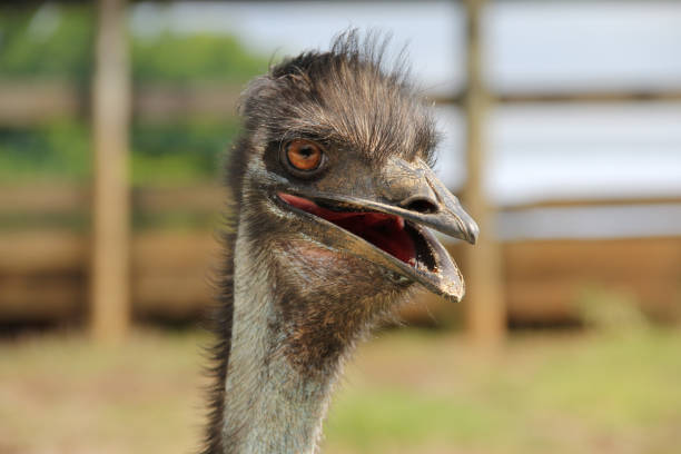 istock Emu with open beak, close-up. Large flightless bird, endemic to Australia. 2178479663
