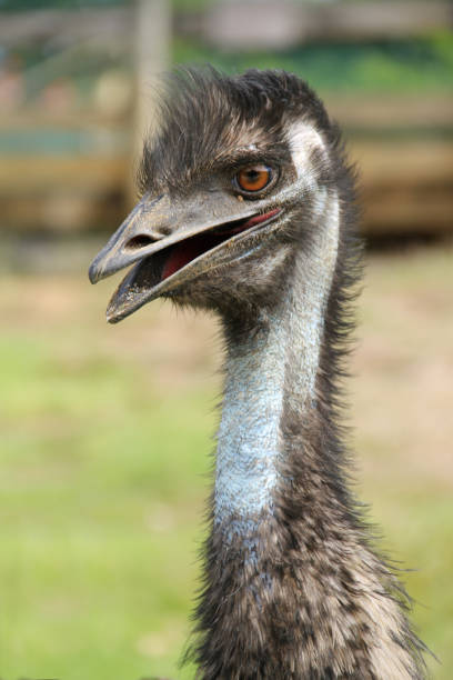istock Emu with open beak, close-up. Large flightless bird, endemic to Australia. 2178479664