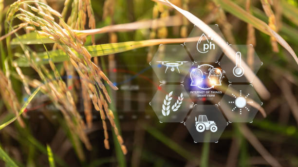 istock A field of rice with a drone flying over it 2178479839