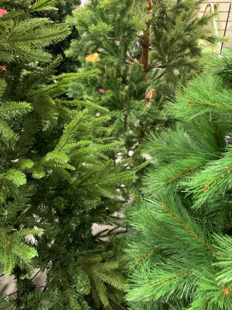 istock Different kinds of Christmas Tree portrait shot 2178480489