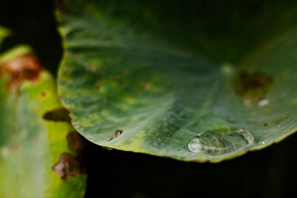 istock Water Droplets On Lotus Leaves 2178480771