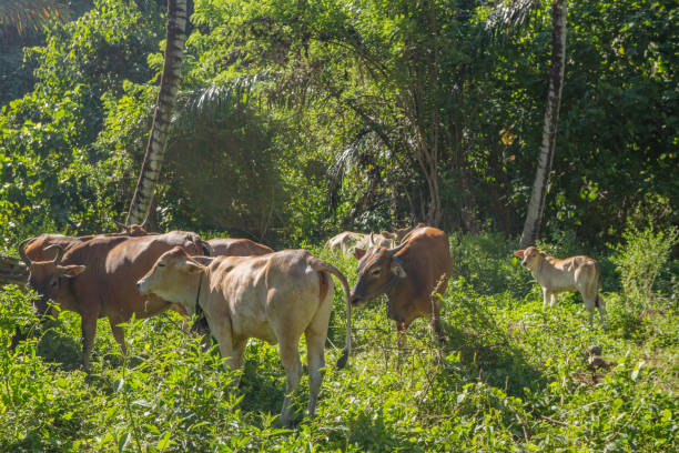 A herd of brown cows graze in a lush green forest, surrounded by vibrant vegetation and tall trees. The cows seem to be enjoying the peaceful and natural environment.