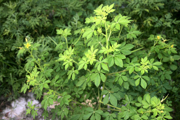 istock Asian spider flower plant (Cleome viscosa) with leaves. 2178483267