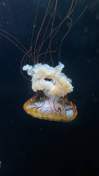 istock Japanese sea nettle chrysaora pasifica 2178484038