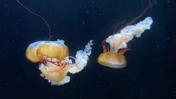 istock Japanese sea nettle chrysaora pasifica 2178484041