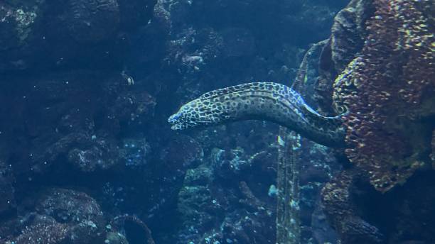 istock Gymnothorax favagineus 2178484119