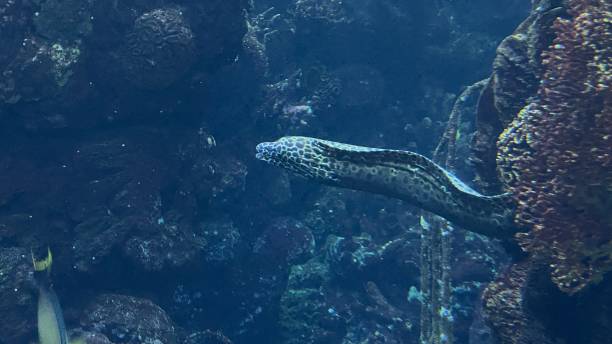 istock Gymnothorax favagineus 2178484121